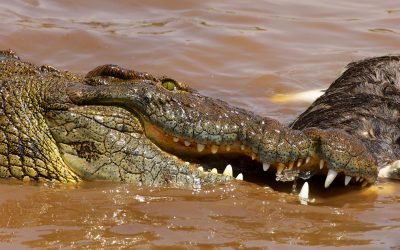 The Mara River Crossing: Life and Death Following the Pattern