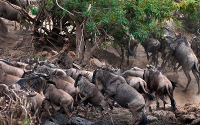 Born into the Wild – The Wildebeest’s First Taste of Life