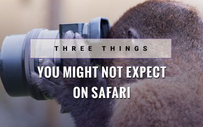 3 Things You Might Not Expect on Safari