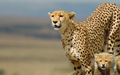How Cheetahs Outpace the Competition in the Wild